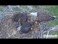 SWFL Eagles ~ Lessons In De-furring & Unzipping Squirrel For Both E's! Tug-O-Pelt w/ Harriet 5.24.20