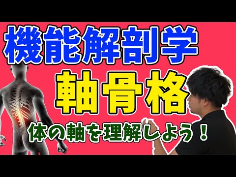 【機能解剖学】軸骨格を理解して体の軸を覚えよう！