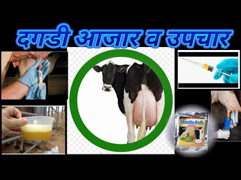 Mastitis prevention is better than cure/ दगडी आजार व उपचार