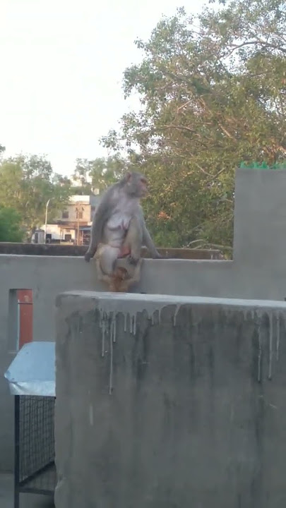 monkey Cheryl Cheryl Lady.