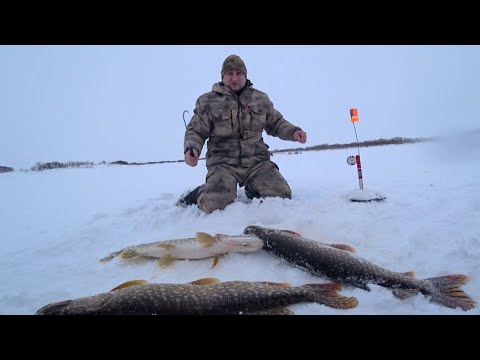 Видео: Я В ШОКЕ! МЕШОК ЩУКИ С ОДНОЙ ЛУНКИ / РЫБАЛКА ЖЕРЛИЦАМИ НА КРАЙНЕМ СЕВЕРЕ / Winter fishing