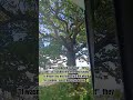 Saw The Tree #tree #trees #treecutting #treecutter #trending #arborist #aimusictown #reels #viral