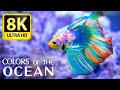 Colors of the ocean 8k ultra  the best sea animals for relaxing and soothing music