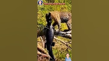 sức mạnh của báo đốm khi đi săn cá sấu thật đáng khinh ngạc #thegioidongvat #shortvideo #shosrts