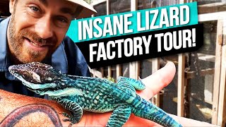Tour Ron St. Pierre's Pet Lizard Factory!