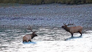 Dominant Bulls of Athabasca River's Elk Rut