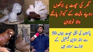 Pakistan's first & largest dedicated loft of Indian fantail pigeons | fancy pigeons on roof top| FFH
