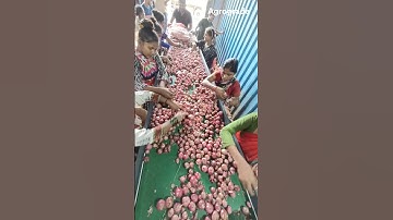 Amazing Onion Onion Grading Machine @Agrograde