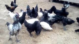 Китайские Чернокожие и Черномясые породы кур Ухейилюй, Юньян и Люкедань Китайские Чернокожие и Черномясые породы кур Ухейилюй, Юньян и Люкедань