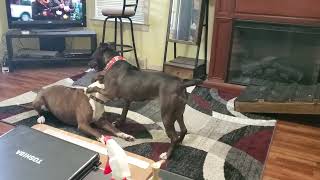 Pepper and Vino playing