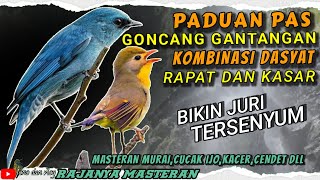 MATERI BIKIN JURI TERSENYUM! SUARA BURUNG TEMBAKAN RAPAT DAN KASAR || GONCANG GANTANGAN