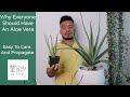 How To Care and Propagate Your Aloe Vera | Houseplant Care Guide