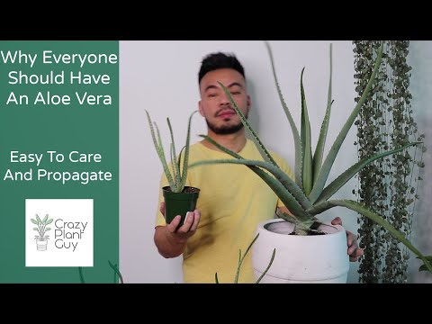 How To Care And Propagate Your Aloe Vera | Houseplant Care Guide