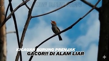Burung prenjak tamu gacor di alam liar || Hunting burung di alam liar 