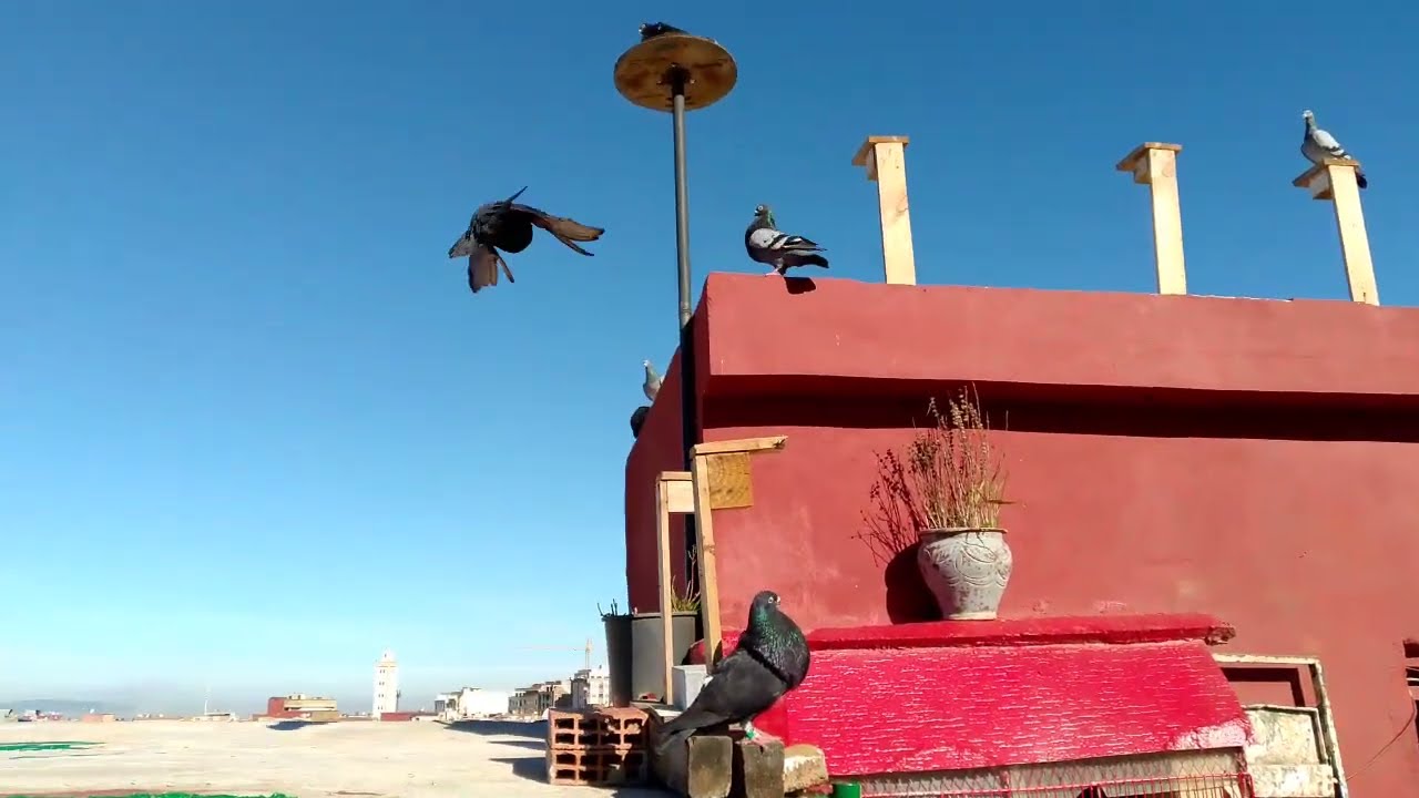 تولعنا حمام سيفيانوس 🕊️🕊️🌅☀️🌞 في اليوم جميل مشمس ☀️🌝🌞