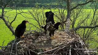 Decorah North 5-17-24 Goldfinch breakfast, eaglet hops