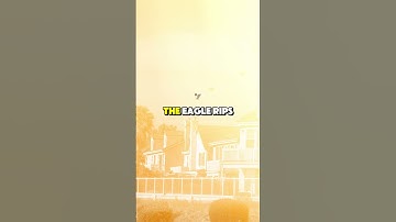 🦅 We Have a Lot to Learn from Eagles – Powerful Life Lessons