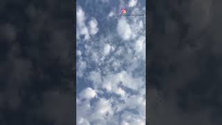 Top Quality High Flyer Kabutar Atude Whatsapp Status