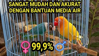 EASY WAY TO DISTINGUISH MALE AND FEMALE LOVEBIRDS WITH THE HELP OF WATER