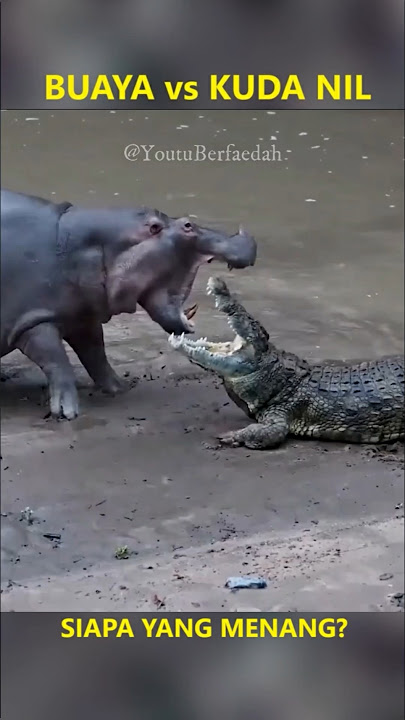 BUAYA vs KUDA NIL | Siapa yang Menang? #buaya #kudanil #crocodile #hippo