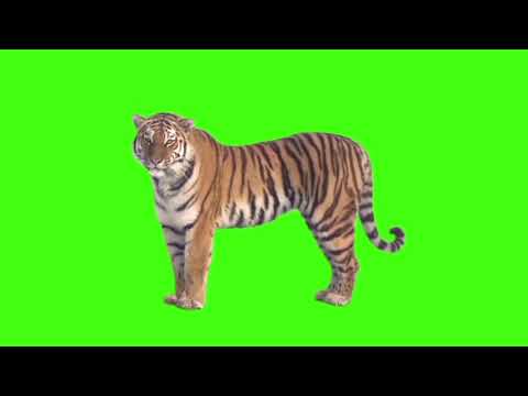 green screen tiger full