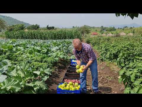 تصویری: گرد و غبار تنباکو برای کمک به باغداران