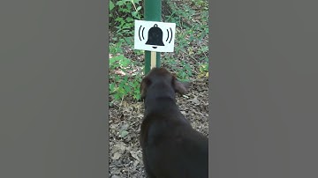 Best Service Dog Training #AtlasAssistance Dogs, #shorts #servicedogtraining