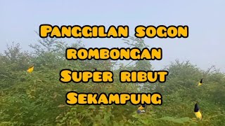 Download Lagu Suara pikat burung sogon super ribut @pikatsogon  MP3