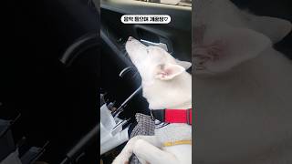 피곤한 진돗개 #영화음악 #music #jindodog #강아지 #백구 #진도미미 #진도믹스 #cute   #dog #driving #puppy #movie #koreandogs