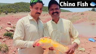 Beautiful China Fish 🐟 Live hook Mateen.Akhtar908