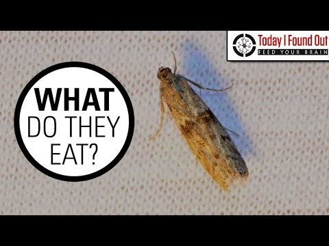 Video: Vai Moths patiešām ēst drēbes?