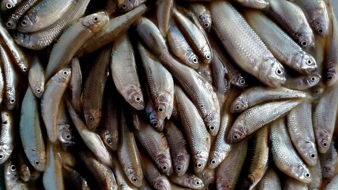 Naga Fish Fishing With Sir Evergreen #Naga #Style - YouTube