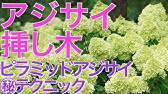 紫陽花 アジサイ の水揚げ方法を説明 青木園芸のあじさい Youtube