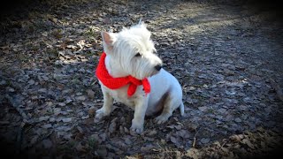 West Highland White Terrier (Westie) Bobby. Walk without cats