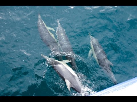 Video: Taistelevat Delfiinit Pakenivat Ukrainan Sotilastukikohdasta