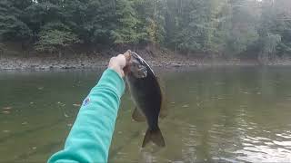 Epic schuylkill river smallmouth bass battle