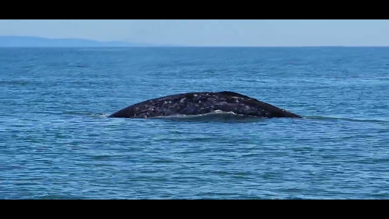 Gray Whale at La Push