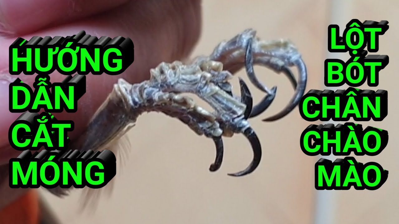 Hướng dẫn cắt móng, lột bót chim chào mào. Cách lột bót, cắt móng chim chào mào. Chào mào Cây Sộp