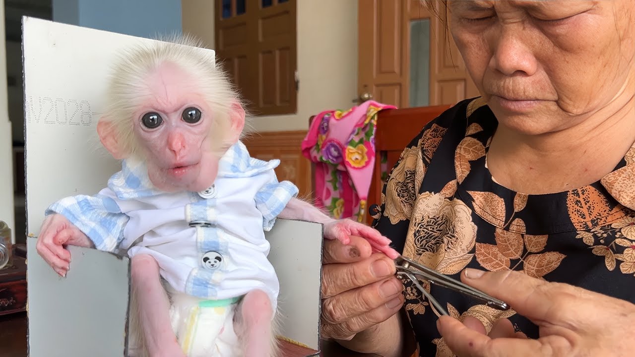 Monkey Poor Gets Her Nails Trimmed and Pampered by Hong