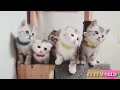 🔴 Funny and Cute Baby Cat Videos Compilation (2018)  🔴 Baby Cats