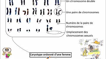 Qu'est-ce qu'un caryotype 3eme ?