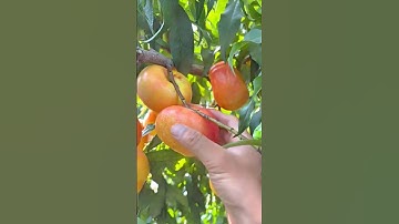 Careful Harvesting Process of Fresh Ripe Peaches Directly from the Orchard