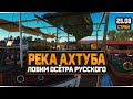 Русская Рыбалка 4 — Стрим на реке Ахтуба. Охота на Русского Осётра