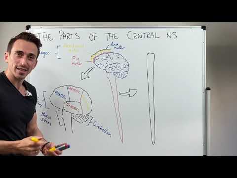 A központi idegrendszer (CNS) áttekintése