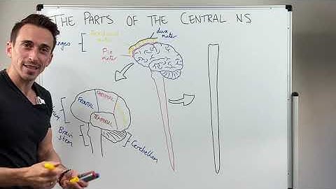 Overview of the Central Nervous System (CNS)