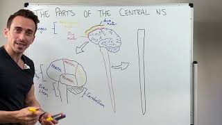 Overview of the Central Nervous System (CNS) screenshot 3