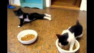 Drunk cats reversed - Funny! @tejulaify