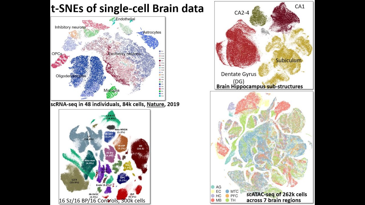 MIT Deep Learning Genomics - Lecture 11 - RNA, PCA, t-SNE, Embeddings (Spring20)