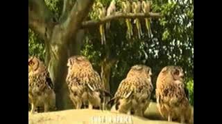 Download lagu Big Cola Konser Kebun Binatang (iklan)