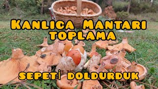 KANLICA MANTARI TOPLAMAYA DEVAM ( OCAK BULDUK, SEPETLER DOLDU TAŞTI )